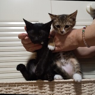 キュートな兄妹ちゃん