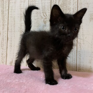 家族が出来ました♡黒猫♀小麦ちゃん