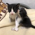 ☆ご縁があって里親様決まりました☆
