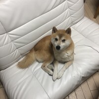 しばちゃん