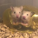 ゴールデンハムスター長毛種赤ちゃん