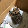 かん19810521