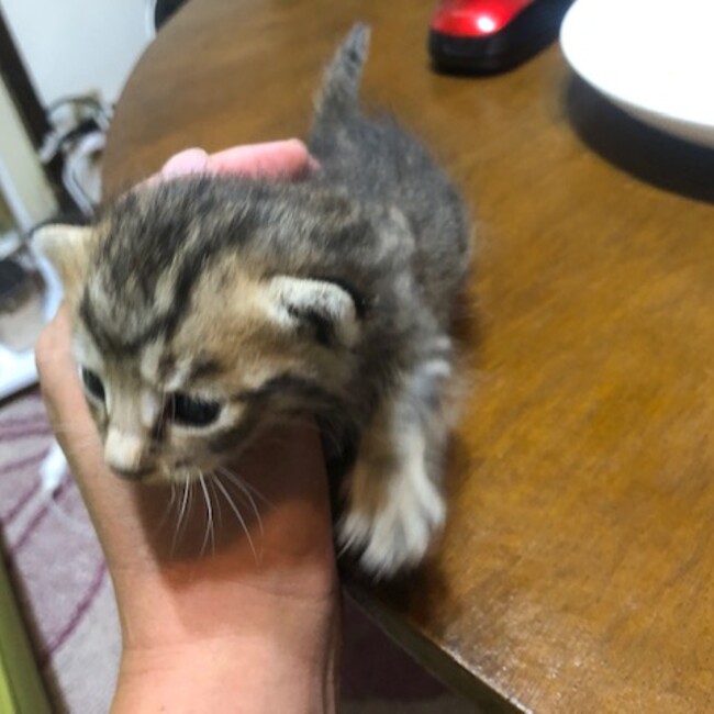 かん19810521のカバー写真
