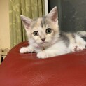 遊ぶの大好きパステル三毛のひめちゃん