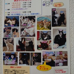 保護猫の譲渡会In名張市