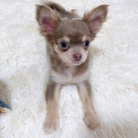 ちくわ