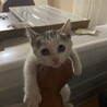 けい、めぐ