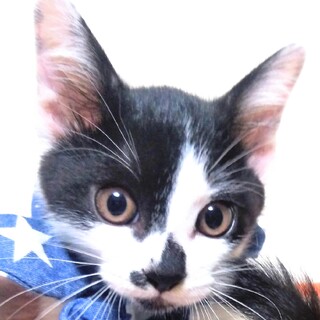 里親決定⚫2カ月半の男の子⚫白黒