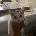 保護した子猫です。