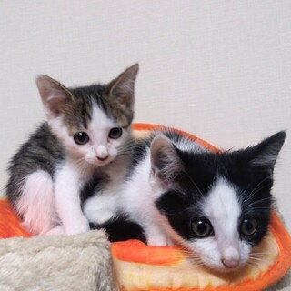 里親決定⚫2カ月の子猫きょうだい