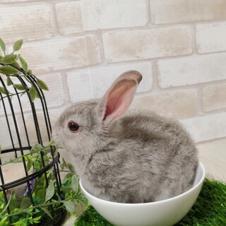 保護うさぎ：明生(あお)ちゃん［かくれんぼーず］