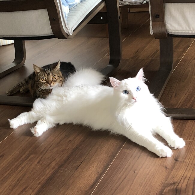 あかりこのカバー写真