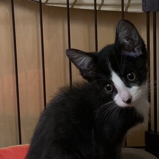 ハチワレ　2ヶ月　メス