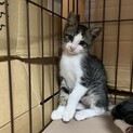 子猫　キジ白　2ヶ月　メス