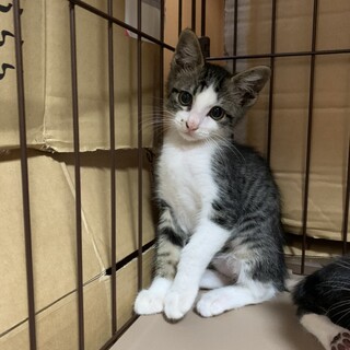 子猫　キジ白　2ヶ月　メス