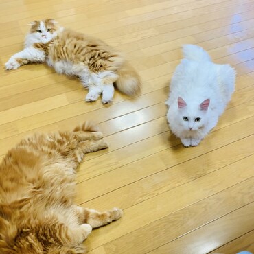 3匹の3密　(*ﾟ∀ﾟ*)