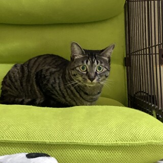 ★お兄ちゃん大好き末っ子女の子さばみちゃん★