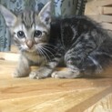 オットリブラウンタビー　　千麻ちゃん