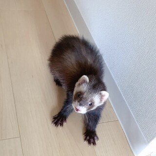 元気いっぱい子です