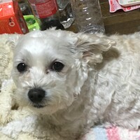 モカ