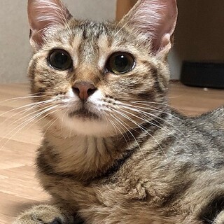 ひかえめでちょっとビビリな女の子　キャロットちゃん