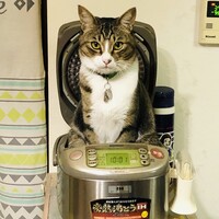 だいふく