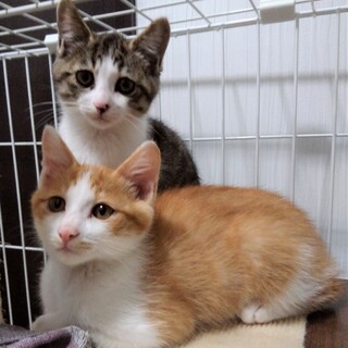 募集一時中断・4月末生まれの仲良し兄妹