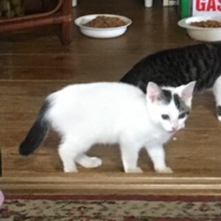 家族に迎えてください。