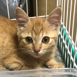 募集一時停止希少な茶トラ女子★みかん