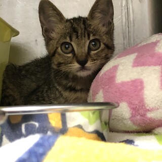 お目々の大きな美猫くん