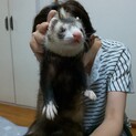 懐っこいフェレット