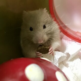 シリアンハムスターの女の子（募集中断します）