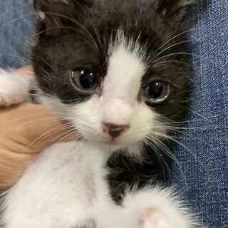 瞳の美しいハチワレくんです(^^)