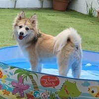 華丸イヌ子