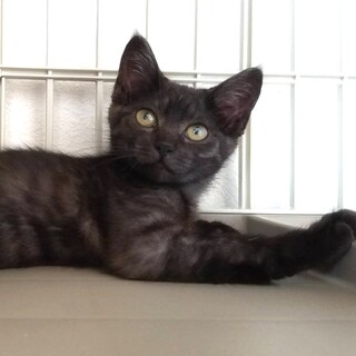 ブラックスモークのゴロゴロ子猫（けむりちゃん）
