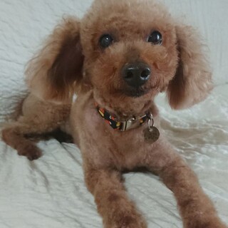 陽気なトイプードル ♂エース 推定7歳～