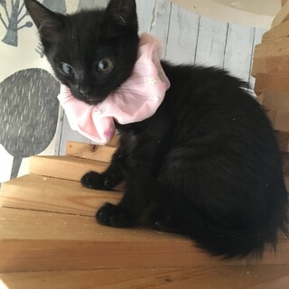 真っ黒お嬢さん菊乃ちゃん