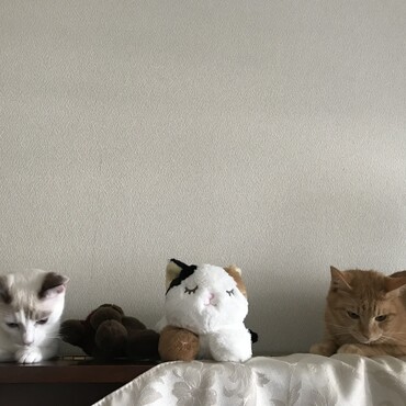 ピアノの上も好き。