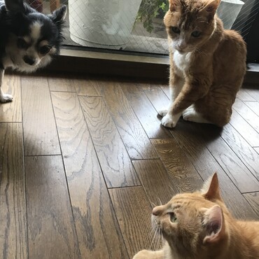 時々お話し。