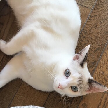 ルルはとっても美人。