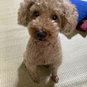 【急募】大切に飼って下さるかた