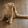 開脚も出来ます。