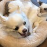 今日は嫌なんだそうです。