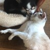 の写真