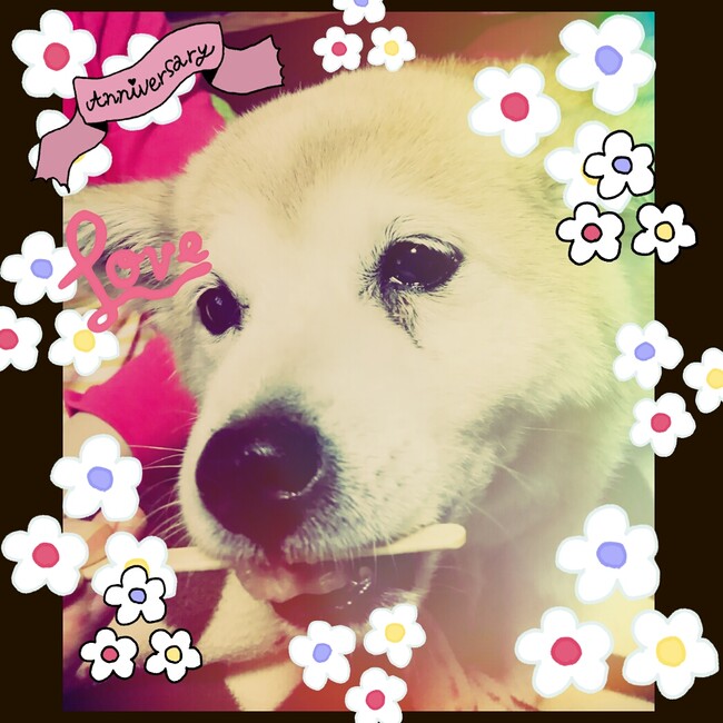 なかみせどおりのカバー写真