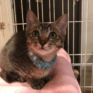 瞳が愛くるしい男の子です。