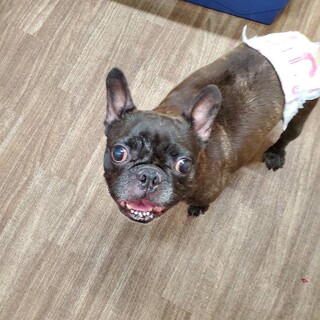 フレンチ ブルドッグ 長野県が募集対象 犬の里親募集情報 ペットのおうち 月間利用者150万人