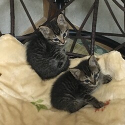 保護犬猫プチ譲渡会 & ちょっぴりチャリティー物販イベント開催！ サムネイル2