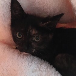 保護犬猫プチ譲渡会 & ちょっぴりチャリティー物販イベント開催！ サムネイル3