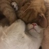 の写真